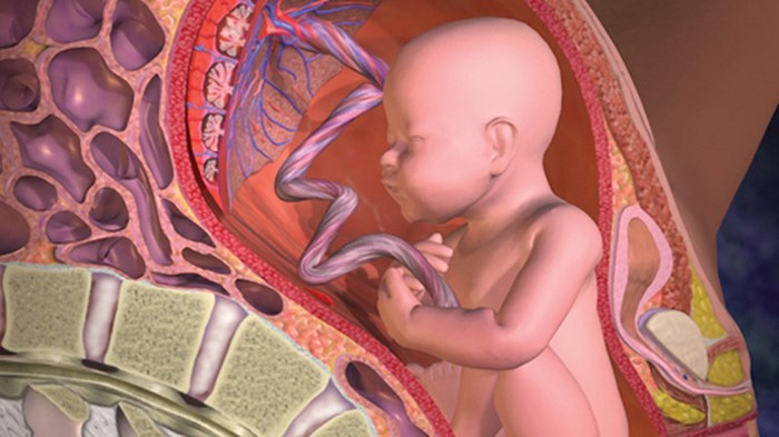 màng dây rốn của trẻ sơ sinh là nơi sở hữu nhiều tế bào gốc mô dây rốn