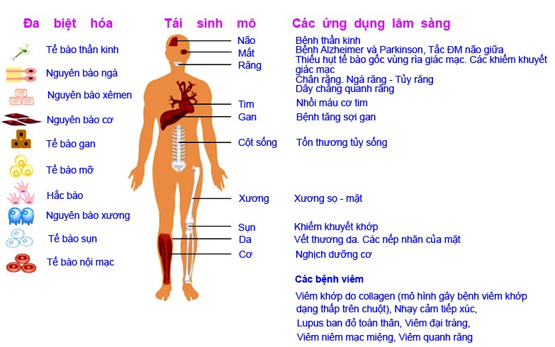 các ứng dụng tế bào gốc trung mô trong điều trị bệnh