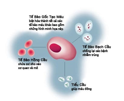 lưu trữ tế bào gốc máu dây rốn đem lại lợi ích trong chữa bệnh