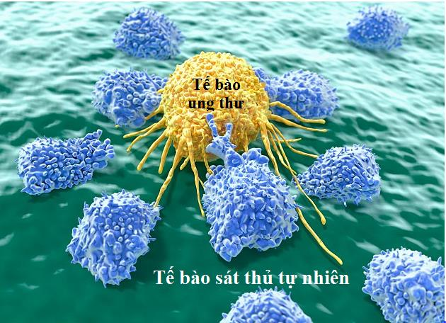 tế bào miễn dịch NK có vai trò trực tiếp phá hủy tế bào ung thư hoặc tế bào bị miễn nhiễm