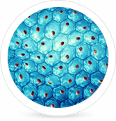 lưu trữ tế bào gốc mô dây rốn