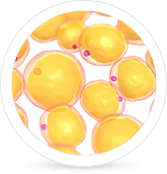 tế bào gốc mô mỡ tự thân